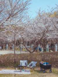 인천공항 근처에서 만나는 벚꽃나무터널“세계평화의숲”