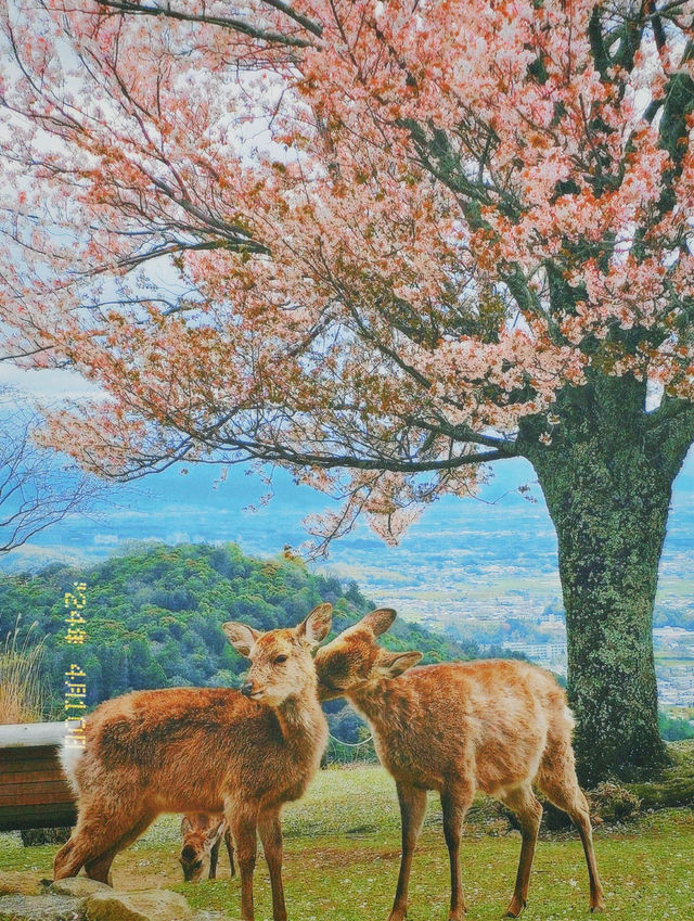 春遊奈良公園，和小鹿一起賞櫻