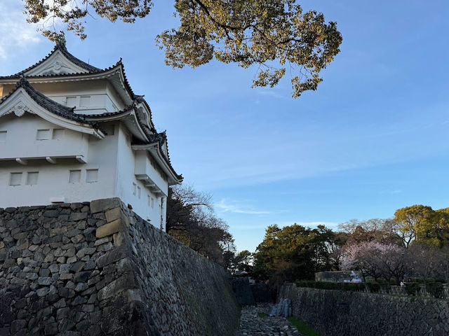 🌸名古屋城櫻花季🌸：粉嫩花海，預測花期查官網