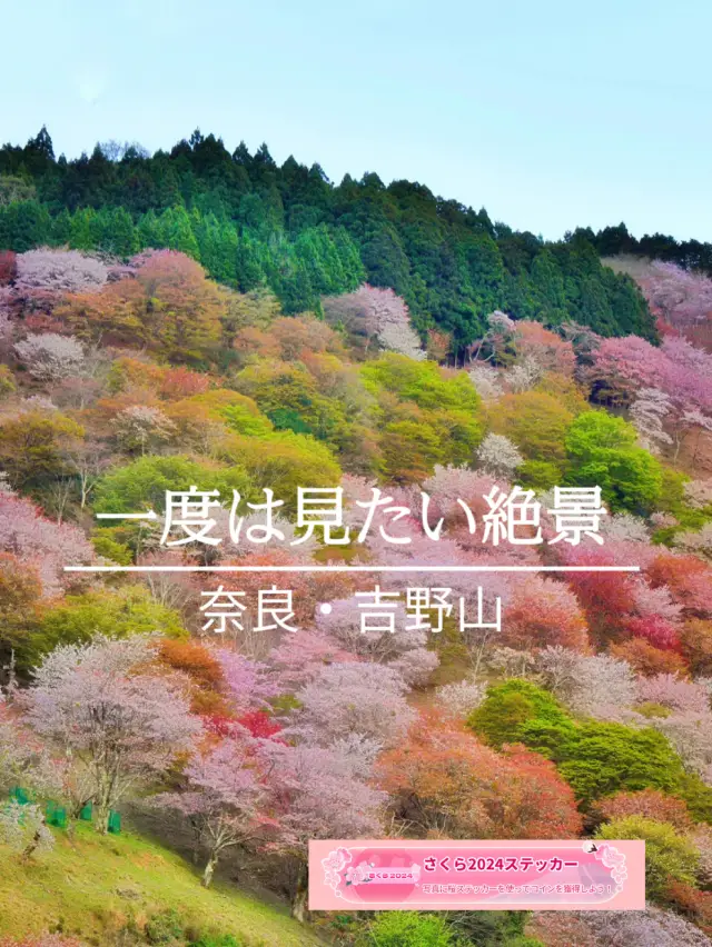 一生に一度は訪れたい‼️奈良・吉野山の桜🌸