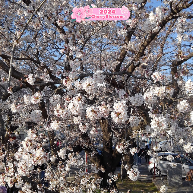 Breathing 🥰 in the Beauty 😍 of Sakura🌸💎