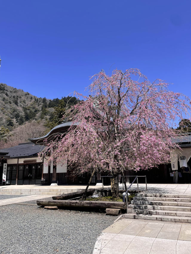 【大山阿夫利神社/神奈川県】春は華やかな枝垂れ桜のもとで参拝