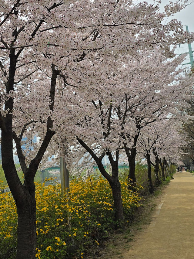 「首爾春天賞櫻好去處」- 安養川櫻花散步道，春日浪漫