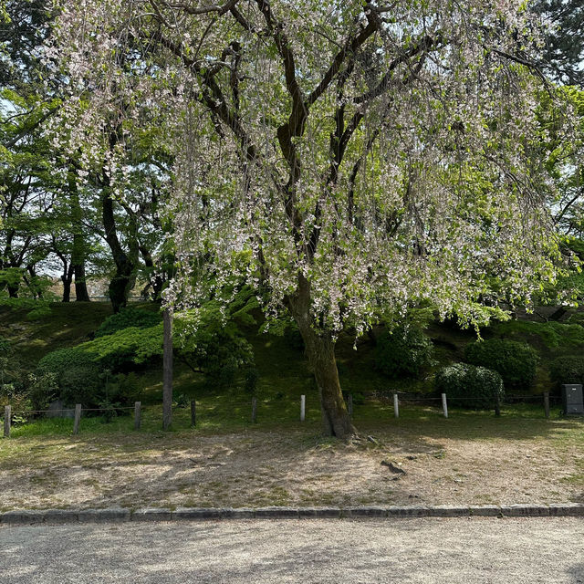 Flowering season at Nagoya 