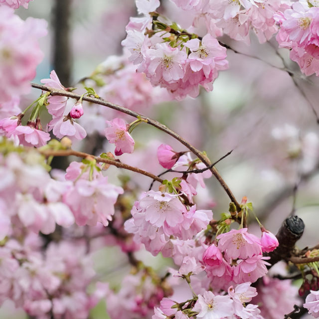 Blossom Sakura in Olympic Park, Munich