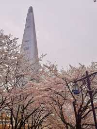 【韓国・蚕室】ソウルの桜の名所・石村湖で見る桜