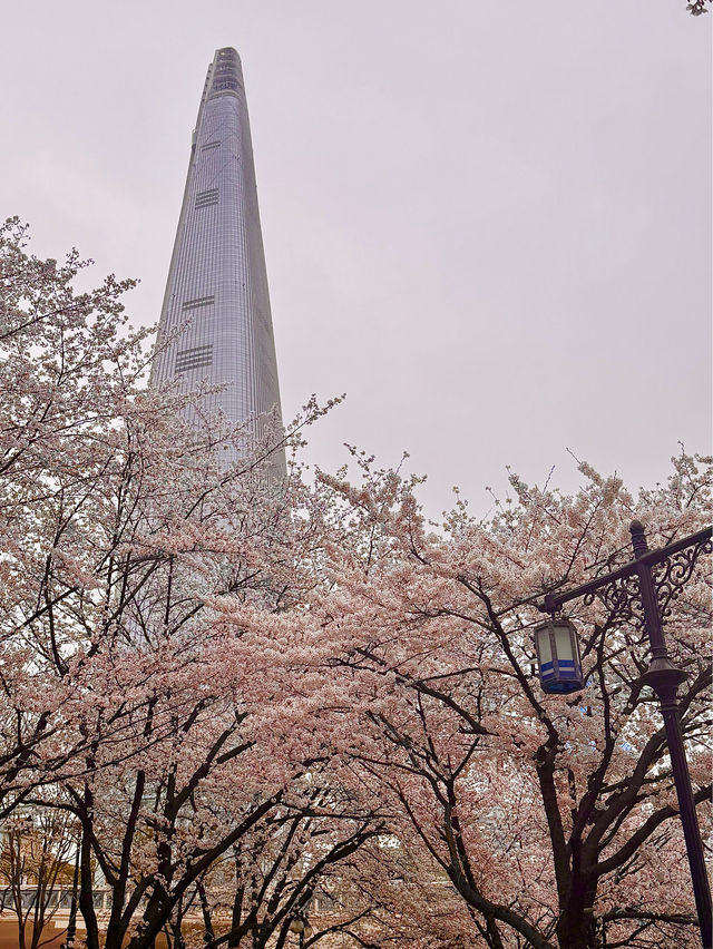【韓国・蚕室】ソウルの桜の名所・石村湖で見る桜