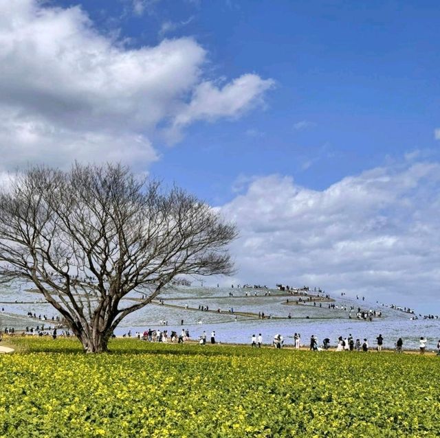 🪷 The beauty of Hitachi Seaside Park 🇯🇵