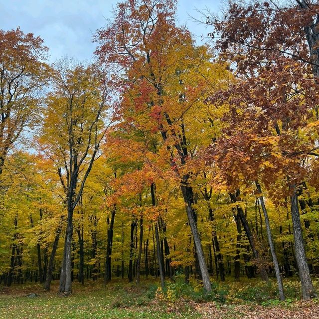 🌸❣️Maple Butter farm