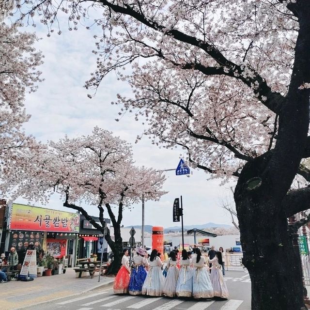 Best Cherry Blossam spots in South Korea 🌸🇰🇷