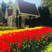 Blooming Paradise: Exploring Keukenhof's Spring Symphony