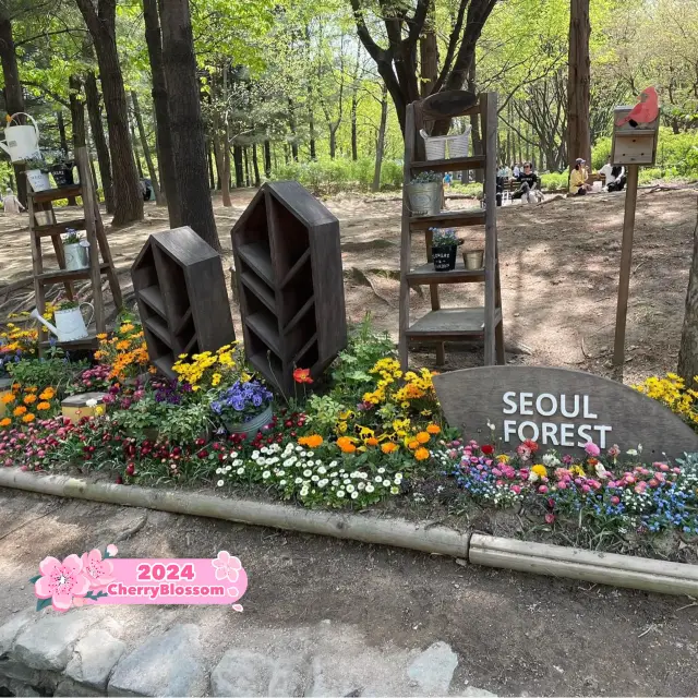 春日綻放的首爾森林公園。