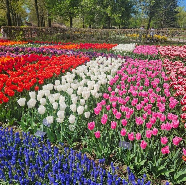 One day trip to Keukenhof ฉบับไปคนเดียว