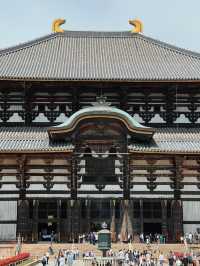 หนีแมวมาหากวางที่นารา NARA , JAPAN