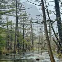 「鈴原濕原：自然畫捲，世外桃源」