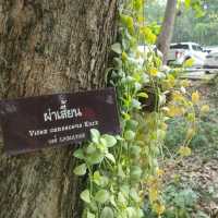 คลายร้อนที่มวกเหล็ก
