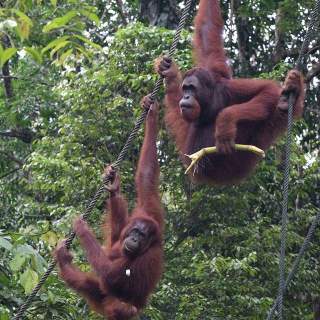 Semenggoh Wildlife Centre - A safe home for Orang Utan