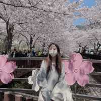 전국에서 가장 유명한 벚꽃축제 군항제🌸