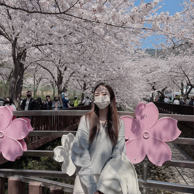 전국에서 가장 유명한 벚꽃축제 군항제🌸