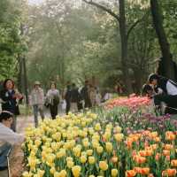 ชมดอกไม้สวยๆที่ Seoul forest park