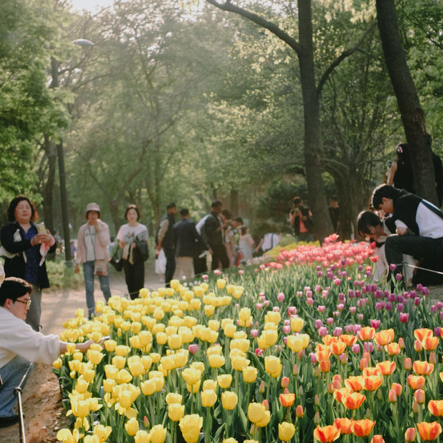 ชมดอกไม้สวยๆที่ Seoul forest park