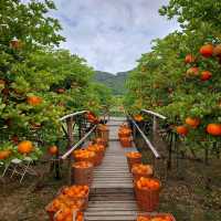 คาเฟ่สไตล์สวนผลไม้ใกล้วัดถ้ำเสื้อ มุมถ่ายรูปเพียบ