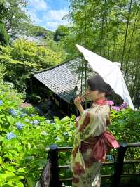 〜神奈川県〜人気紫陽花スポット！混雑回避プラン