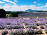 Bridestowe Lavender Estate