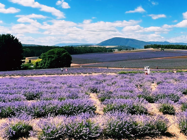 Bridestowe Lavender Estate