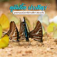 เทศกาลชมผีเสื้อ อุทยานแห่งชาติปางสีดา สระแก้ว