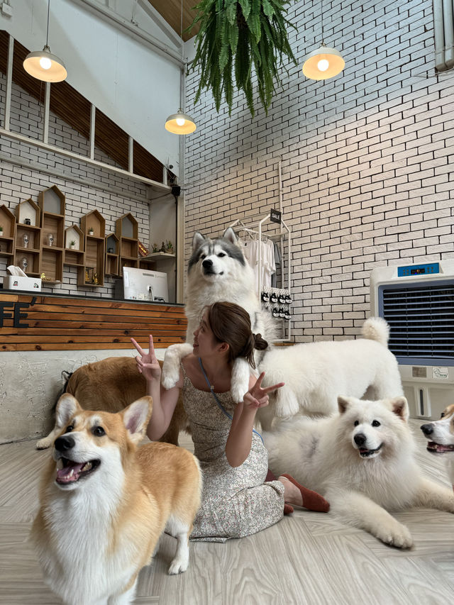 🇹🇭 泰國旅行·體驗感超好的狗狗Cafe