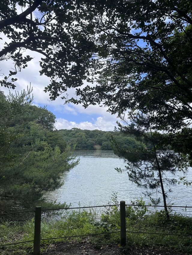 【福岡観光/自然】森林浴