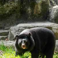 高雄壽山動物園：珍稀動物近距離觀察
