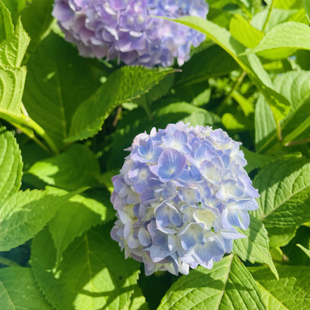 【長野県/岡谷市　色鮮やかな紫陽花が一面に広がる先には諏訪湖が見える絶景スポット✨】