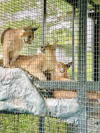 ตะลุยสวนสัตว์ Sriayuthaya Lion Park