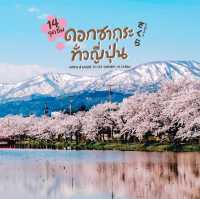 14 จุดชมดอกซากุระทั่วญี่ปุ่นปี🌸