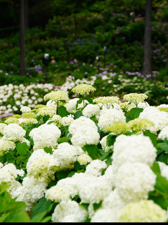 一度は行きたい☺️💠紫陽花の名所💠京都・三室戸寺
