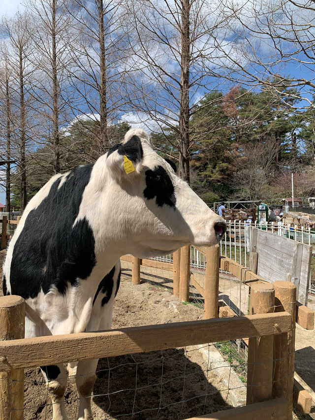 【兵庫/神戸】動物たちに癒される‼︎六甲山牧場🐏❤️
