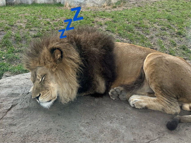 【美國🇺🇸芝加哥】☀️免費入場☀️林肯公園動物園，觀賞動物，適合全天遊玩