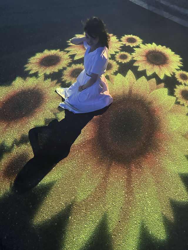 〜東京都〜ライトアップも楽しめるひまわり畑🌻