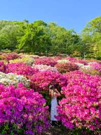 【福井】🌸 鯖江の西山公園でつづじ祭りを満喫！🌸 