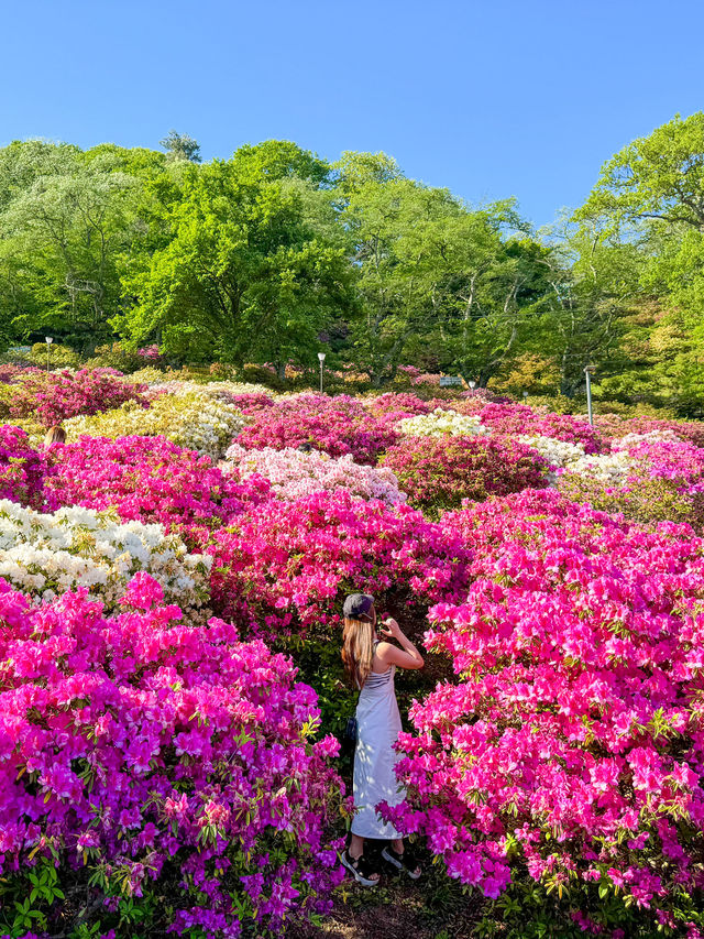 【福井】🌸 鯖江の西山公園でつづじ祭りを満喫！🌸 