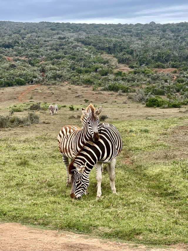 🦁 Experience the Wild at Kruger National Park 