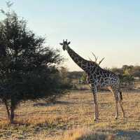 Kruger National Park: A Thrilling Safari Experience in the Heart of Africa