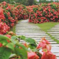 深圳-流花山公園 賞花遊