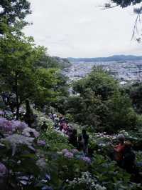鎌倉三大賞花勝地：長谷寺的繡球花小路