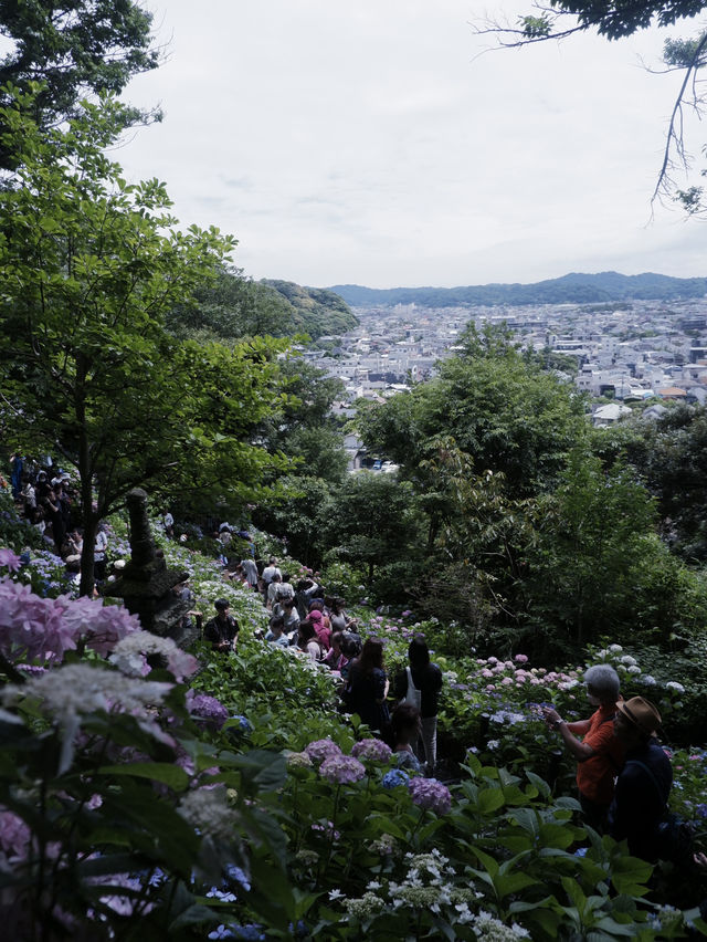 鎌倉三大賞花勝地：長谷寺的繡球花小路