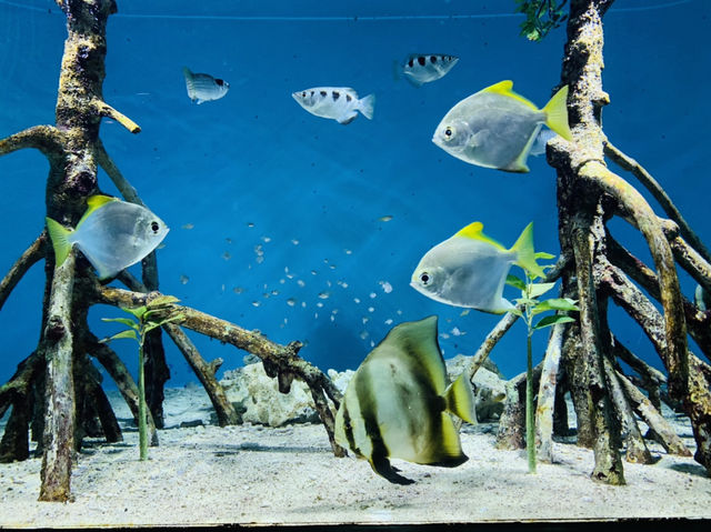 サンシャイン水族館！！