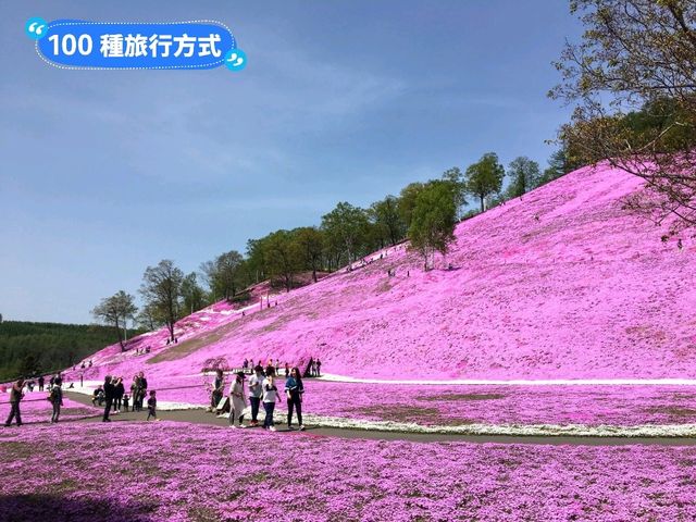 日本北海道-宛如粉紅色地毯的芝櫻花海：東藻琴 芝櫻公園