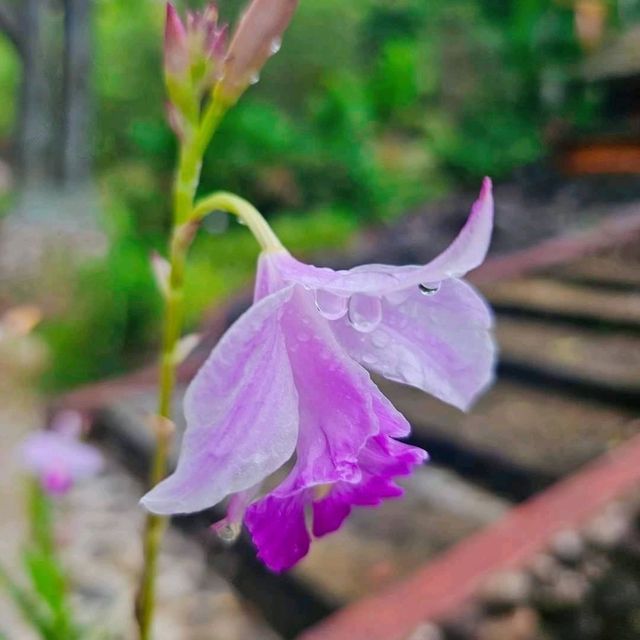 น้ำตกหงาว